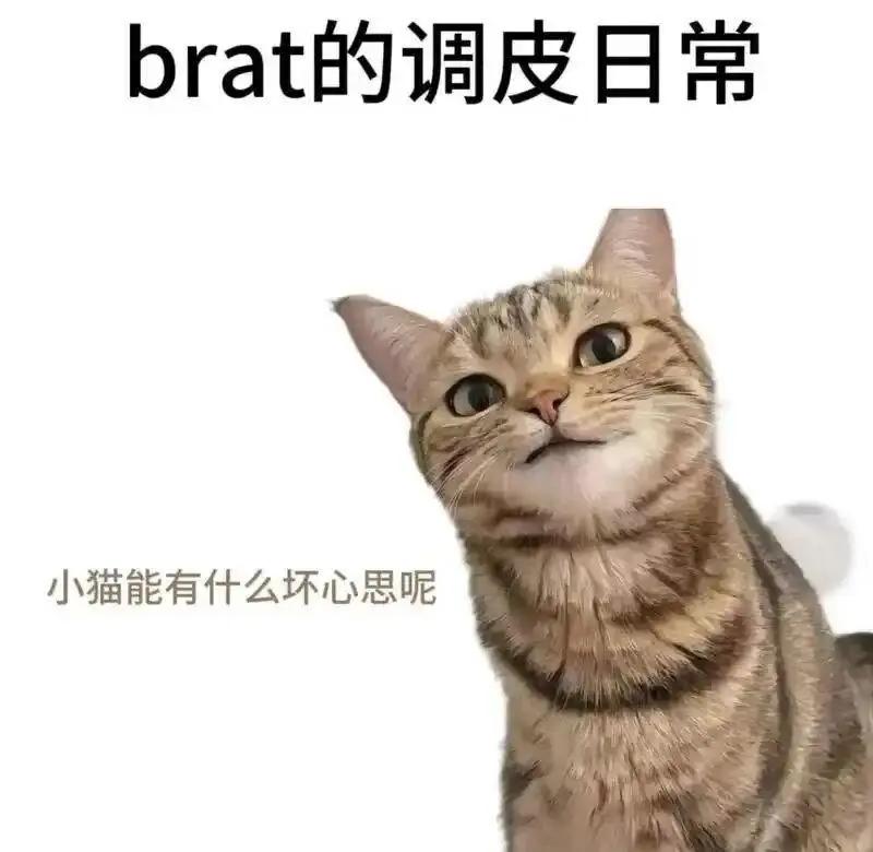 西檬之家K9是什么?字母圈K9含义解读 一